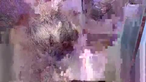 Snapshot of 69bidam chatting on 12.14.25 69bidam online show from 12.14.25