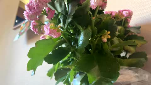 KOYO online show from 04.04.26