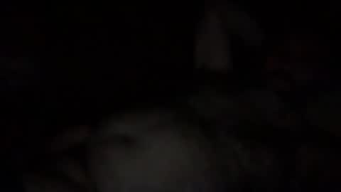 alfali online show from 12.03.25