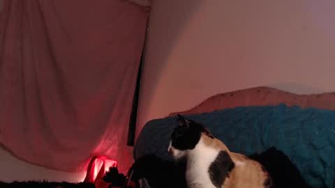 Ally online show from 02.28.25