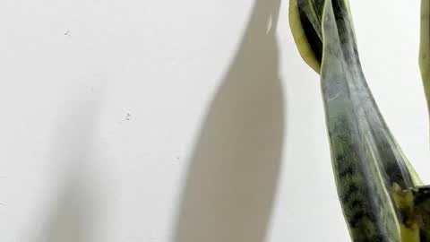 Ana Pakerman online show from 02.16.25