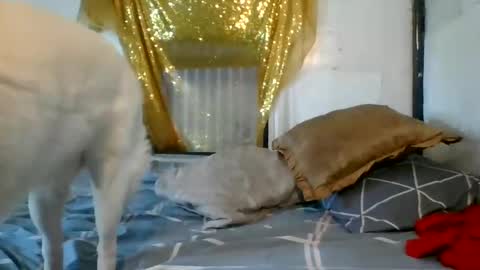 Snapshot of asianladyboy888 chatting on 12.04.24 asianladyboy888 online show from 12.04.24