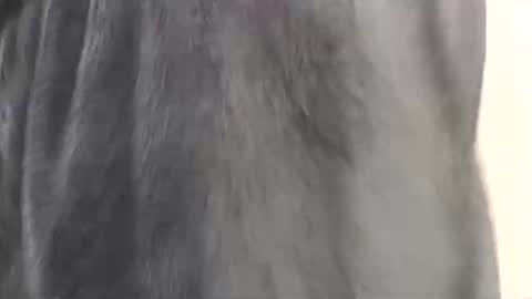 Assiology online show from 02.17.25