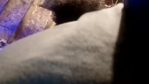 Snapshot of bigdaddy1231995 chatting on 11.13.25 BigDaddykodack online show from 11.13.25