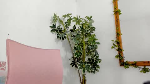   online show from 12.16.25