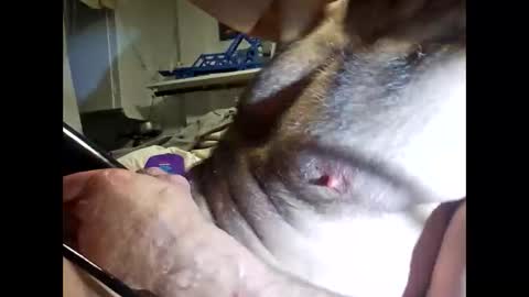 Snapshot of bonop1 chatting on 03.19.26 bonop1 online show from 03.19.26