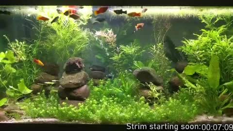 Booker Baxton online show from 12.08.24