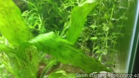 Booker Baxton online show from 12.18.24