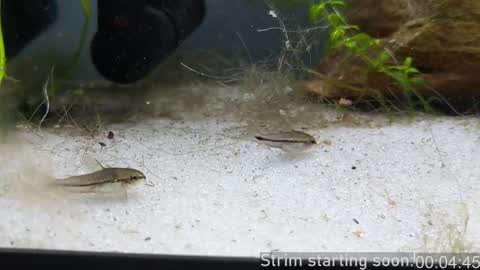 Booker Baxton online show from 01.24.25