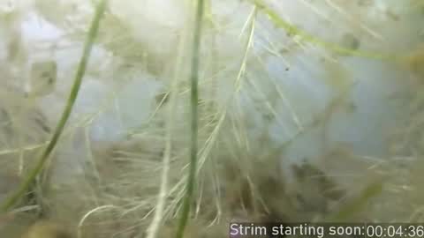 Booker Baxton online show from 02.25.25