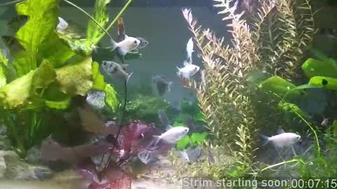 Booker Baxton online show from 03.11.25