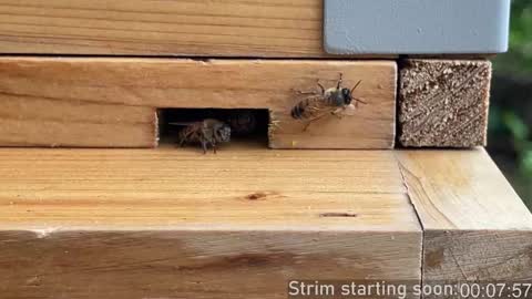 Booker Baxton online show from 10.03.25