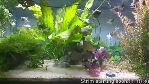 Booker Baxton online show from 12.21.25