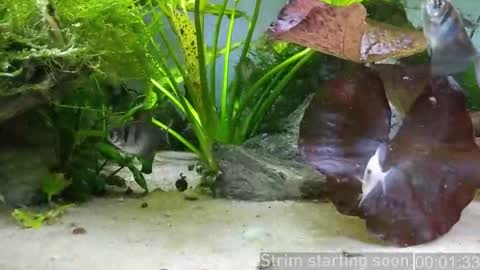 Booker Baxton online show from 01.17.26