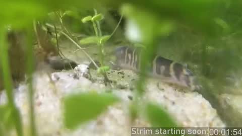 Booker Baxton online show from 02.20.26