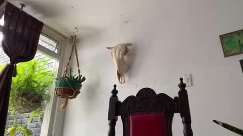 Snapshot of camille_delrey chatting on 10.31.25 Camille online show from 10.31.25