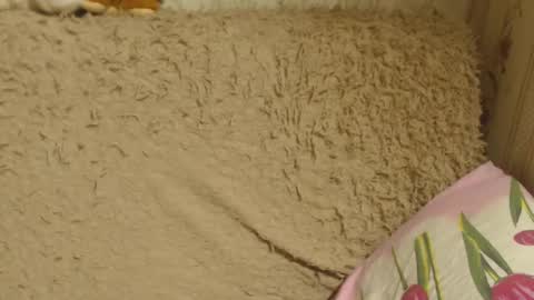 Snapshot of candylady136 chatting on 12.18.24 say meow and send tip online show from 12.18.24