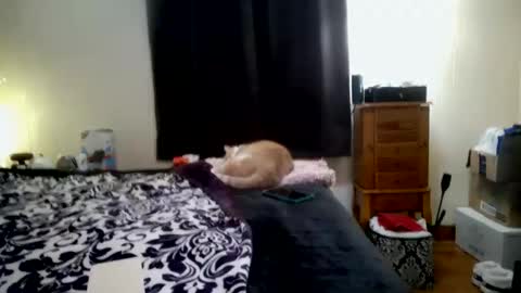 Snapshot of chinacove chatting on 01.31.26 ChinaCove online show from 01.31.26