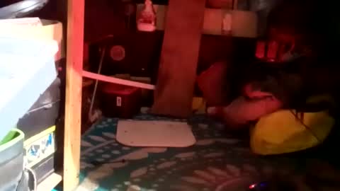 HeyTurkeyBoy online show from 01.23.25