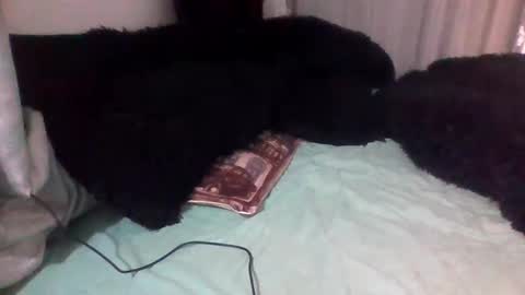 Snapshot of dani9821569006 chatting on 09.14.25 dani9821569006 online show from 09.14.25