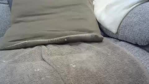 Snapshot of davesmiff1 chatting on 01.30.25 davesmiff1 online show from 01.30.25