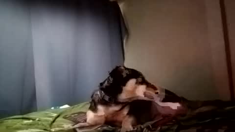 Snapshot of davidjose1995 chatting on 12.29.24 Juice cock online show from 12.29.24