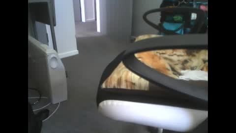 Dazzle68 online show from 03.14.26