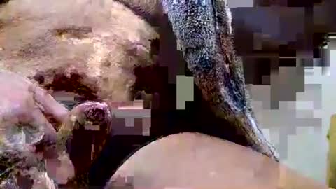 Snapshot of deepdiver3366 chatting on 12.15.25 Dive Deep online show from 12.15.25