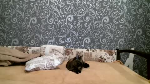 DennisXCarol online show from 02.23.25