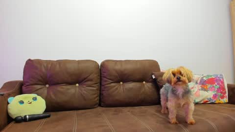 Misha online show from 02.20.25