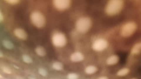 Snapshot of doggydaddi chatting on 01.29.25 Alex online show from 01.29.25