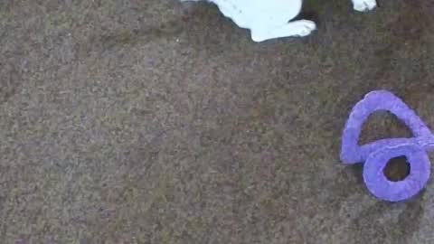 Snapshot of dollniki chatting on 10.29.25 Niki Doll online show from 10.29.25