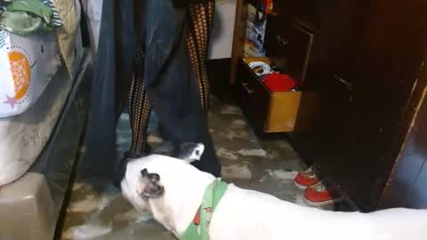 dreamreal online show from 02.08.26