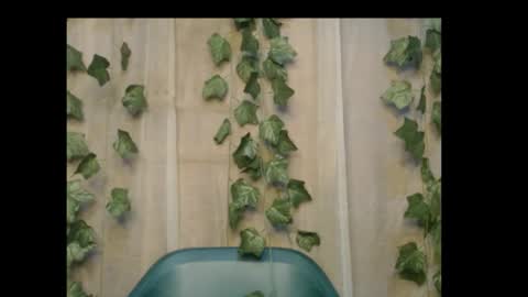 linda online show from 10.26.25