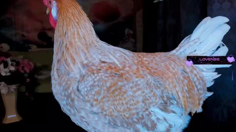 Snapshot of erotic_dessire chatting on 01.30.25 Eve online show from 01.30.25