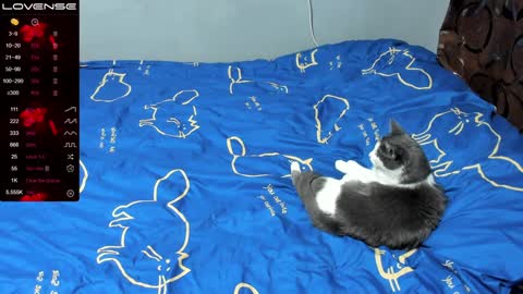 Eva online show from 01.17.25