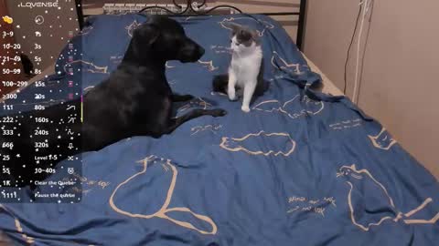 Eva online show from 03.03.26