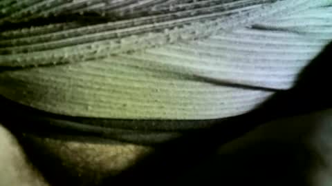 Snapshot of felicaste chatting on 02.14.25 felicaste online show from 02.14.25