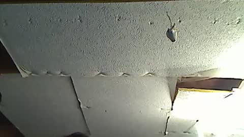 fromanotherplanet24 online show from 03.17.26