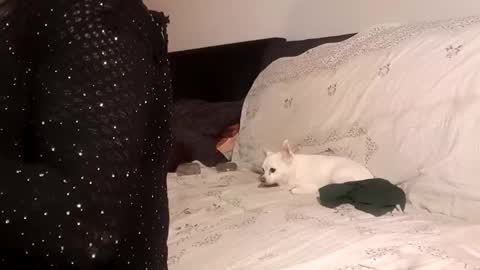 Pizzaz online show from 09.24.25