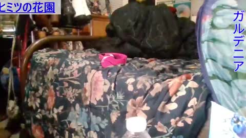 Gardenia online show from 12.16.24