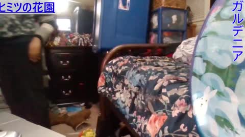 Gardenia online show from 12.24.24