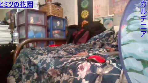 Gardenia online show from 02.26.25