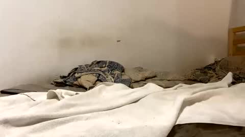 Snapshot of goldmedalexcellent chatting on 01.15.26 Goldmedal online show from 01.15.26