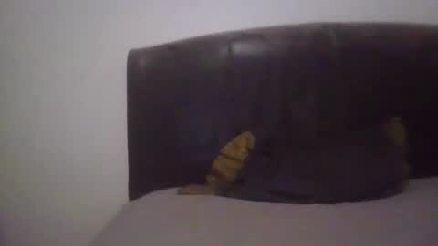 Snapshot of goodcock12345 chatting on 02.19.25 goodcock12345 online show from 02.19.25