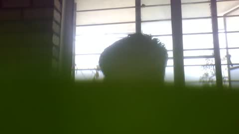 Grey Stud online show from 02.24.25