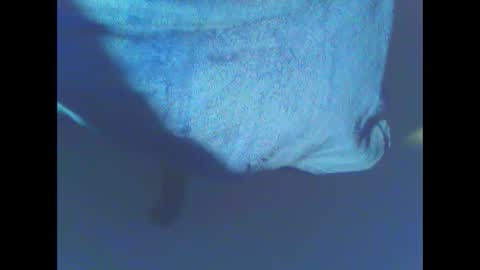 Snapshot of hardning chatting on 12.28.24 hardning online show from 12.28.24