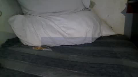 Snapshot of harry1cannary chatting on 01.13.26 harry1cannary online show from 01.13.26