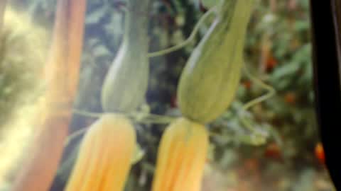 Helvell online show from 06.08.26