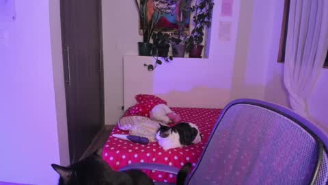 Snapshot of honey_hoe chatting on 12.13.24 Lau online show from 12.13.24